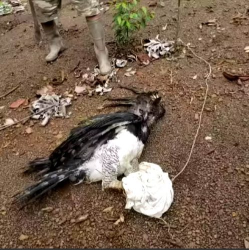 Wildlife agency seeking to identify men with captured Harpy Eagle