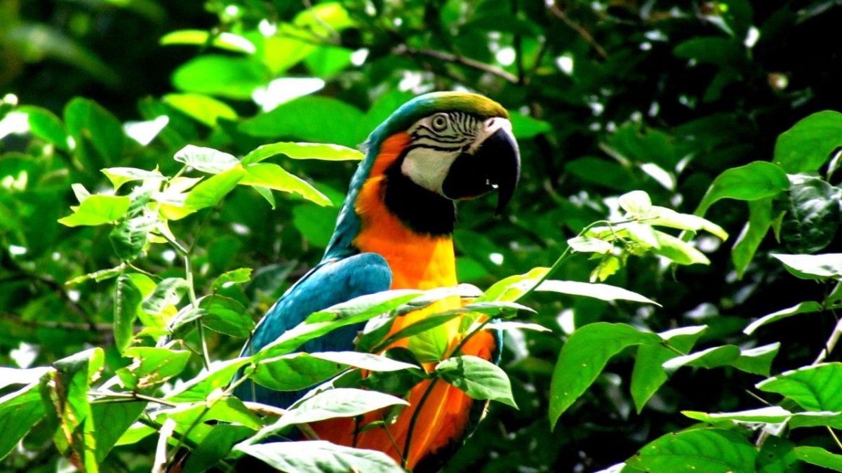 One of the macaws that was released into Pointe-a-Pierre and environs