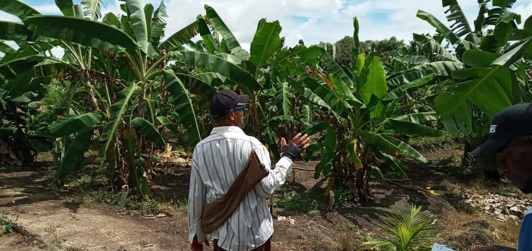A farmer at one of the banana farms in the Belle East section of Wales  