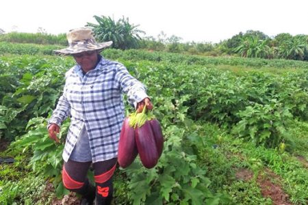 Women contribute more than their fair share to agriculture in Guyana
