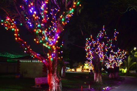Park kaleidoscope: Trees in the National Park lit up for Christmas. (Orlando Charles photo)