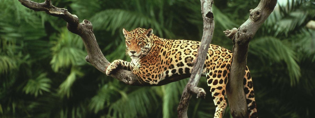 A jaguar lounges on a branch (WWF photo)
