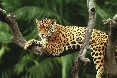 A jaguar lounges on a branch (WWF photo)
