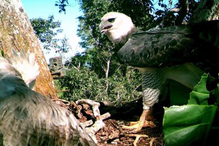 Harpy eagles are considered by many to be among the planet’s most spectacular birds (Everton Miranda/ University of KwaZulu-Natal photo )