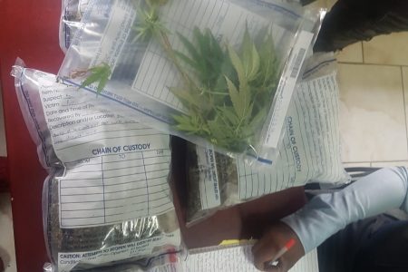 The suspected Cannabis Sativa plants that were found on the premises. 