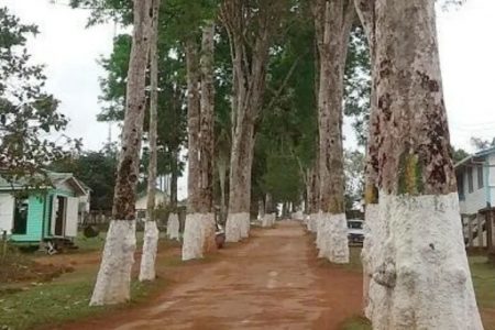 Some of the rubber trees