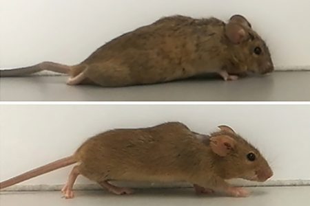 Two to three weeks after treatment, the previously paralyzed mice began to walk (Photo: RUB Department for Cell Physiology)