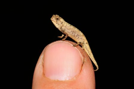 Brookesia nana, potentially the world’s smallest reptile. This chameleon, found in northern Madagascar, is tiny enough to comfortably fit on the tip of a finger. (F. Glaw/ZSM/SNSB photo) 