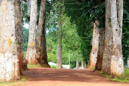 The rubber trees in Mabaruma
