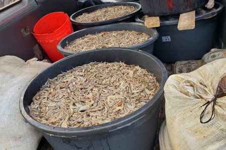 The smuggled shrimp that was intercepted (Guyana Police Force photo)