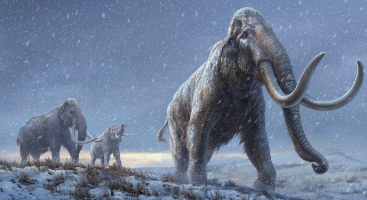 An artist’s reconstruction shows the extinct steppe mammoth, an evolutionary predecessor to the woolly mammoth that flourished during the last Ice Age, based on the genetic knowledge gained from the Adycha mammoth specimen that from which DNA, more than 1 million years old, was extracted. Beth Zaiken/Centre for Palaeogenetics/Handout via REUTERS