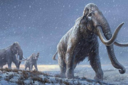 An artist’s reconstruction shows the extinct steppe mammoth, an evolutionary predecessor to the woolly mammoth that flourished during the last Ice Age, based on the genetic knowledge gained from the Adycha mammoth specimen that from which DNA, more than 1 million years old, was extracted. Beth Zaiken/Centre for Palaeogenetics/Handout via REUTERS