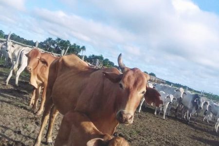 Cattle in a corral in the Rupununi