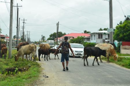 Cattle bypass road? Bovine traffic in Eccles yesterday. (Orlando Charles photo)