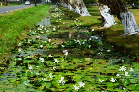 Lilies blooming in the canal running along the National Park, Thomas Lands. (Orlando Charles photo)