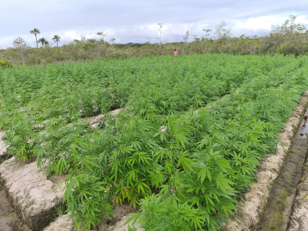 Some of the cannabis plants found during the drug eradication exercise