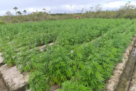 Some of the cannabis plants found during the drug eradication exercise