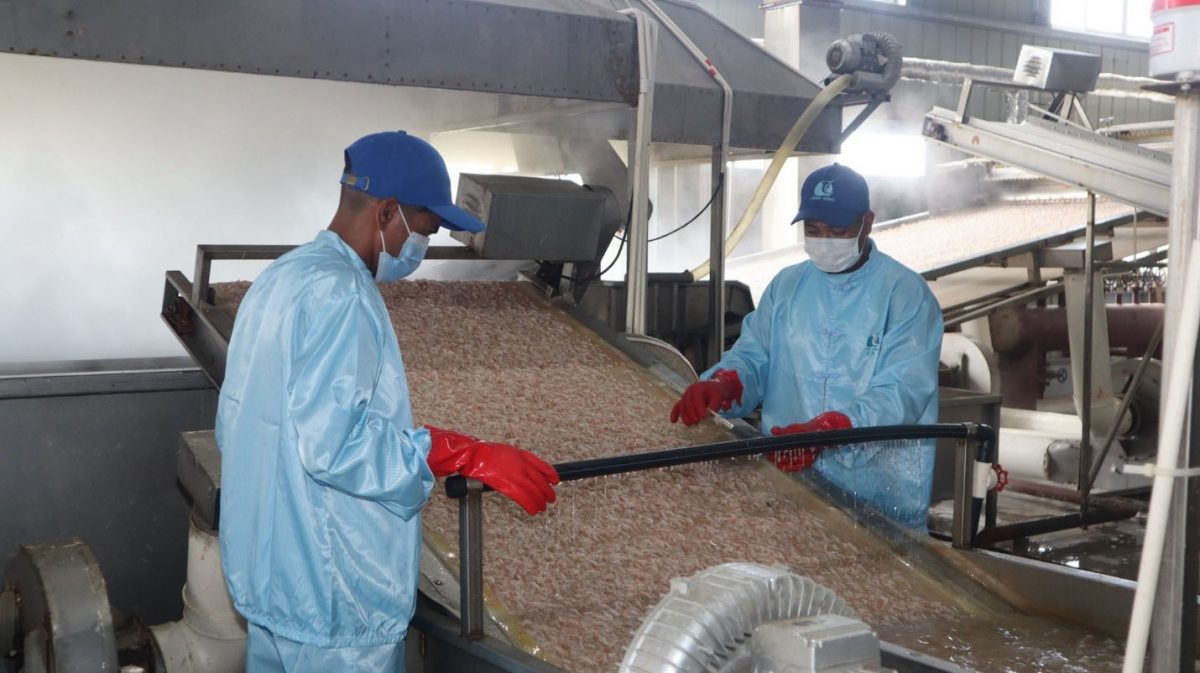 Shrimp being processed earlier this week at the Chinese-owned plant  (Ministry of Agriculture photo)