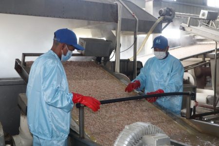 Shrimp being processed earlier this week at the Chinese-owned plant  (Ministry of Agriculture photo)