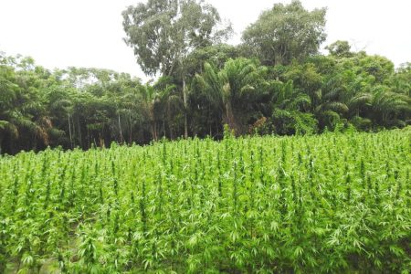 The suspected cannabis farm discovered at De Veldt, Upper Berbice River.