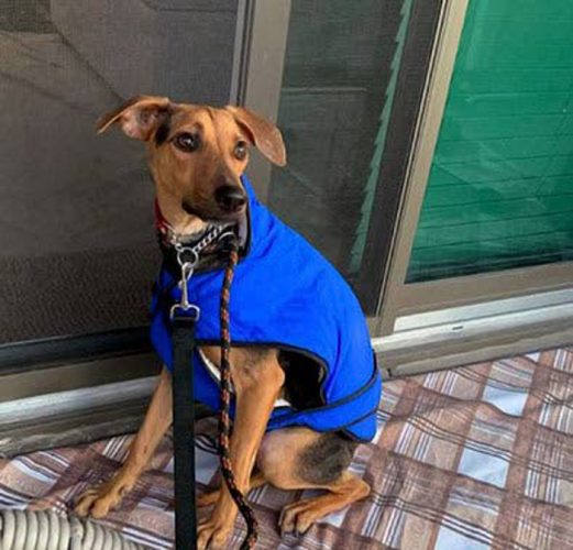 One of the 144 dogs that was taken to Canada on the weekend as part of the dog adoption programme.