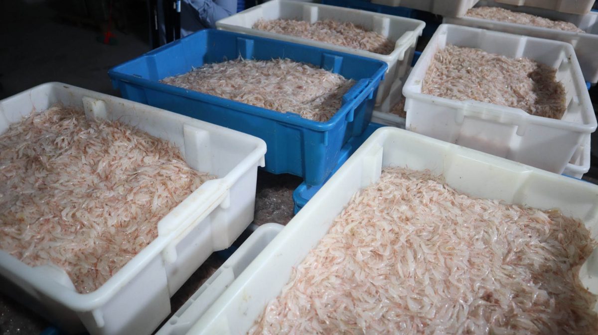  Shrimp for processing (Ministry of Agriculture photo)