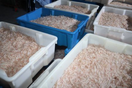Shrimp for processing  (Ministry of Agriculture photo)