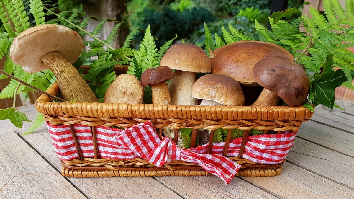 Next time you make a salad, you might want to consider adding mushrooms to it