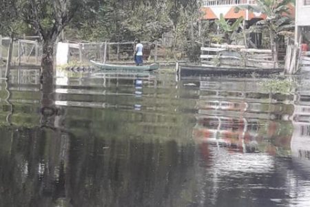 Baracara flooded: The community of Baracara on the Canje River, Region Six,  has been inundated by heavy rain and rising water from the river. The residents are seriously affected as not only their yards are flooded but their farm lands as well.