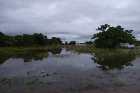 A flooded section of Massara in the North Rupununi 