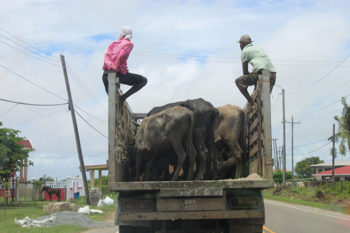 Cows being transported by truck after their rescue from the flooded Kokerite Savannah (Stabroek News file photo) 