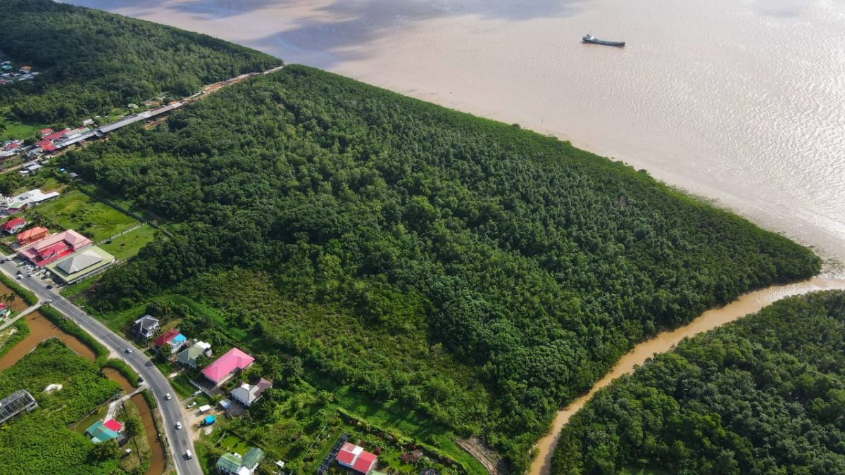 A drone photo taken last year gives a  view of what the 66-acre area looked like before the mangroves were destroyed. 