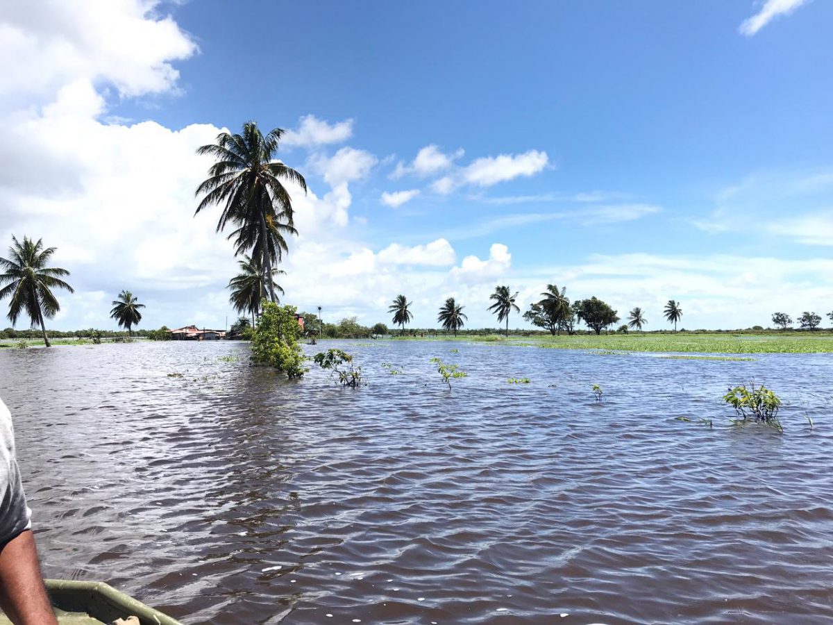 Floodwater has merged the farmlands into one with the Abary River (David Papannah photo)