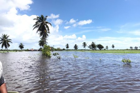 Floodwater has merged the farmlands into one with the Abary River (David Papannah photo)