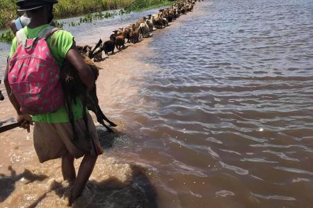  Employees of Tain, Corentyne, Berbice farmer Romel Krishna leading some of his sheep out of the flooded Kokerite Savannah, where he estimates he has already lost some $20 million due to his animals perishing. 