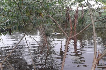 Cassava plants at Sunita Edwards’s farm submerged in flood waters
