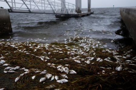 Dead fish are seen at Bay Vista Park, as Elsa strengthened into a Category 1 hurricane hours before an expected landfall on Florida’s northern Gulf Coast, in St. Petersburg, Florida, U.S. July 6, 2021. REUTERS/Octavio Jones
