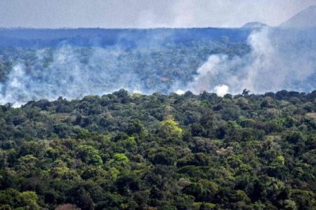 In Brazil, deforestation has surged since right-wing President Jair Bolsonaro took office in 2019, reaching a 12-year high last year. Credit: AFP Photo