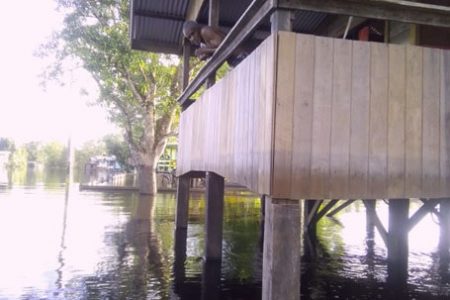 A resident peers out of his veranda within the flooded community of Kwakwani (Photo shared by Regional Chairman Deron Adams)
