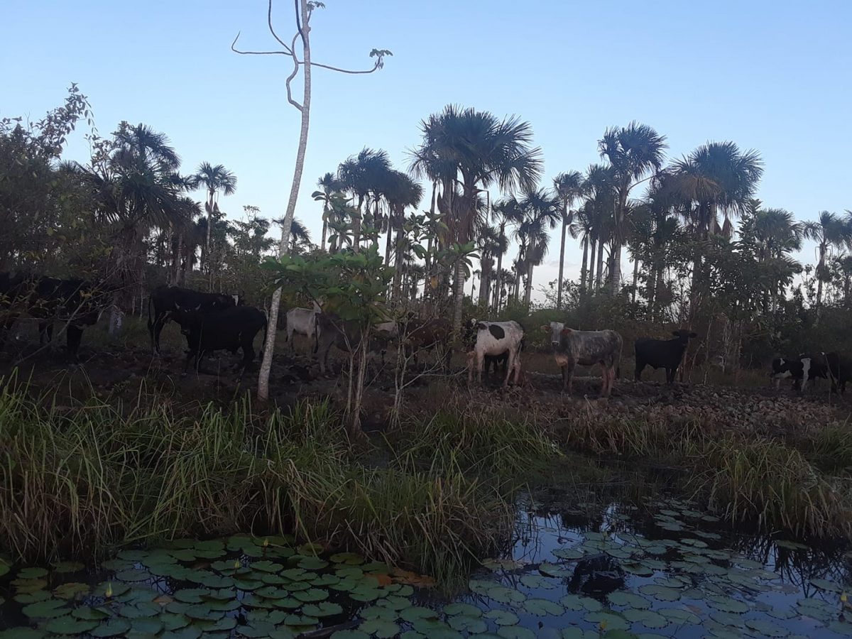 Cattle resting on dry ground in the Mahaicony River area