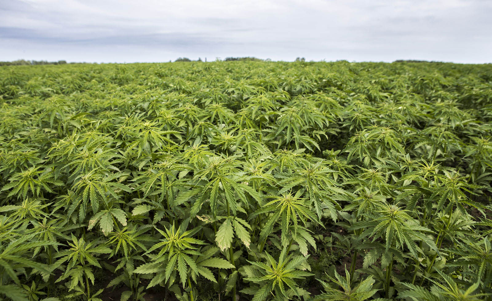 Parliament in Guyana has passed a bill legalising industrial hemp