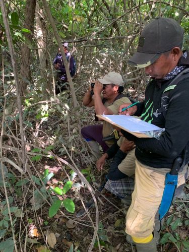 SRCS Ranger Frank Johnny recording birds as they are spotted as part of a population assessment of the critically endangered Hoary-throated Spinetail and the Rio Branco Antbird.