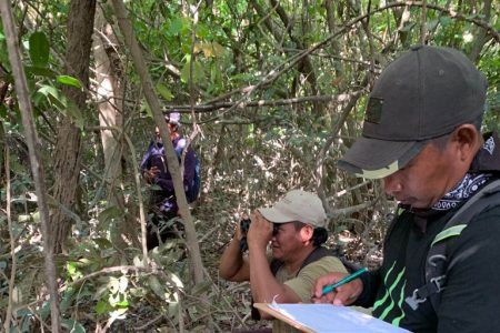SRCS Ranger Frank Johnny recording birds as they are spotted as part of a population assessment of the critically endangered Hoary-throated Spinetail and the Rio Branco Antbird.