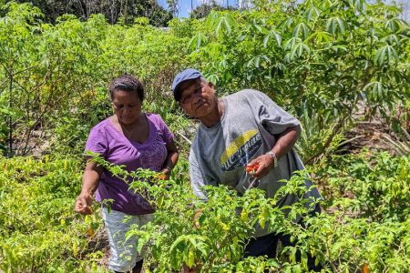 McKinnon Adrian and his wife Shennella picking peppers on their farm