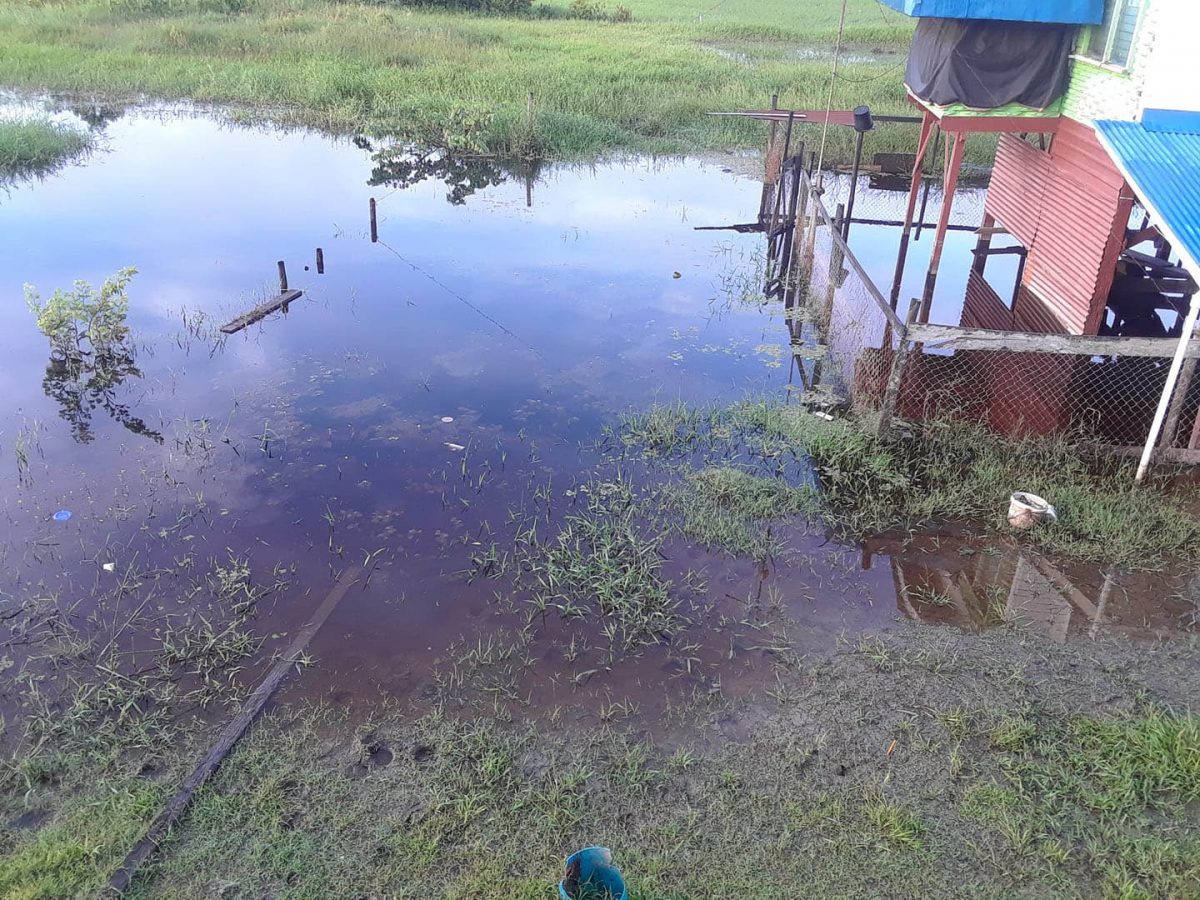 A residential yard flooded again after intense rainfall in Mahaicony 