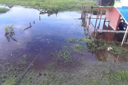 A residential yard flooded again after intense rainfall in Mahaicony 