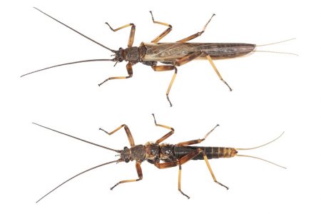 Stoneflies. (Photo by Brodie Foster)
