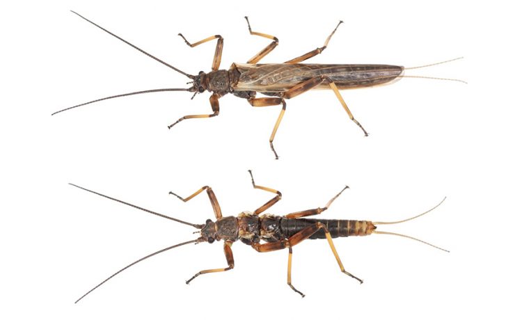 Stoneflies. (Photo by Brodie Foster)
