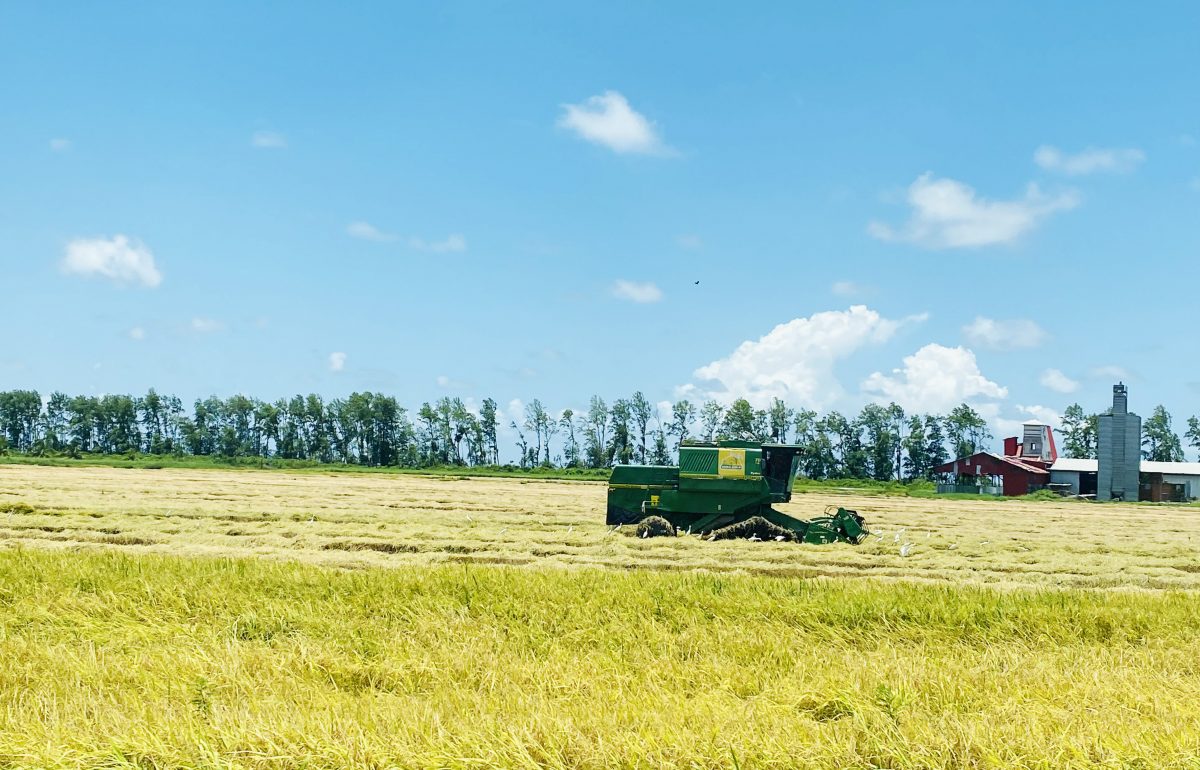 Harvesting underway at Better Success, in Region Two, where farmers remain hopeful that they will receive a good price and prompt payment from millers for their yields. See story on page 23. 