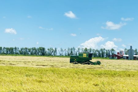 Harvesting underway at Better Success, in Region Two, where farmers remain hopeful that they will receive a good price and prompt payment from millers for their yields. See story on page 23. 